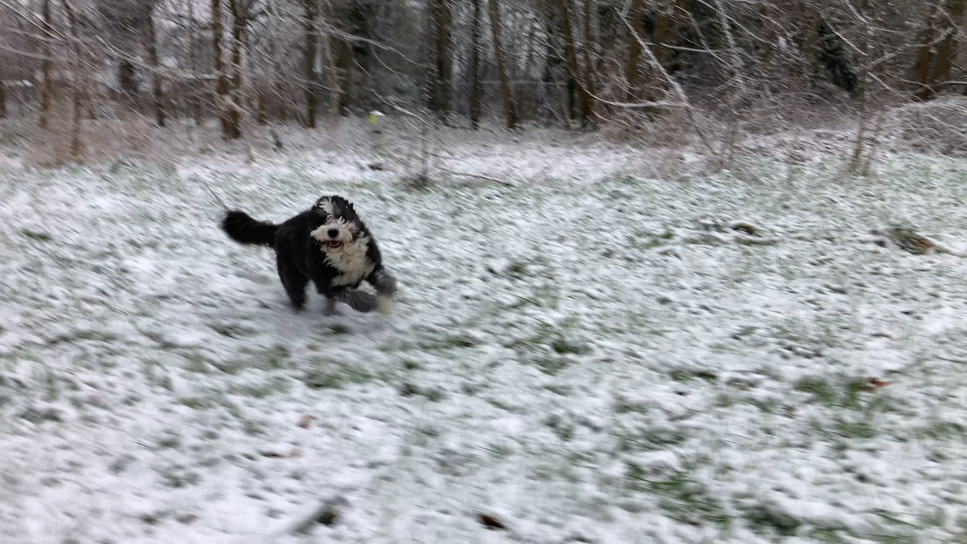 VwfJGJKzIoMS-Hond_Hengelo.jpg