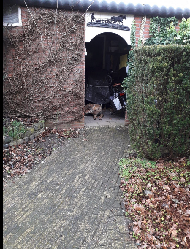cuMyCdrMgLlN-Wolf-in-Hengelo-G_-Facebook-foto.png